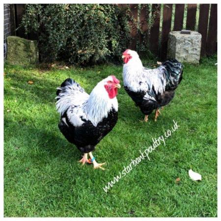 Image 50 of *POULTRY FOR SALE,EGGS,CHICKS,GROWERS,POL PULLETS*