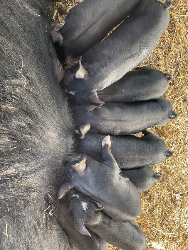 Berkshire weaners for sale — Pets & Animals in Halstead