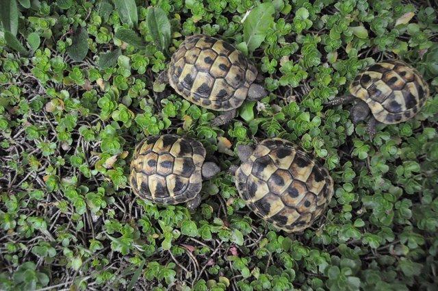 Image 2 of More than one year old little tortoises are ready to go