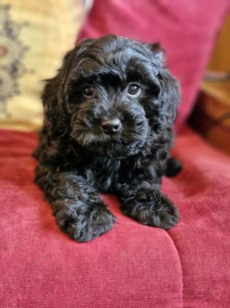 Image 14 of Adorable F1b multicolour cavapoo pups. health tested parents