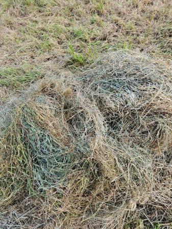 Image 3 of Hay small bales great for chicken bedding, gardening or venu