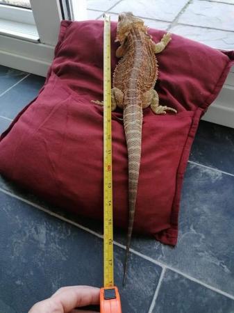 Image 6 of Bearded dragon and full set up