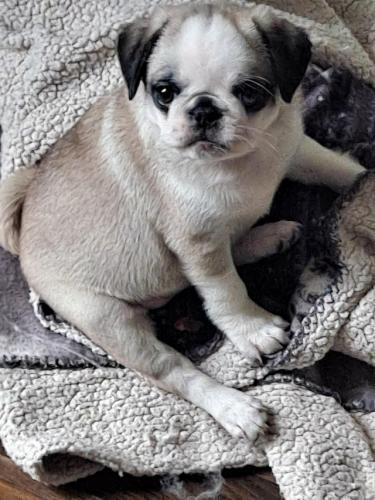 Pug LAST 1 GIRL READY NOW fall in love with these stunners For Sale in Preston, Lancashire ...