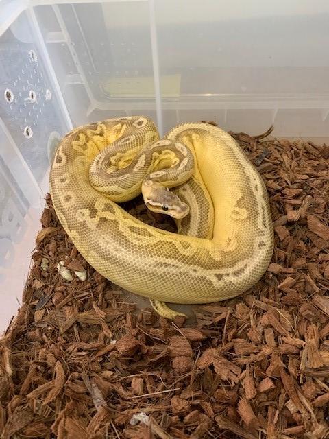 Preview of the first image of Royal pythons - various morphs.