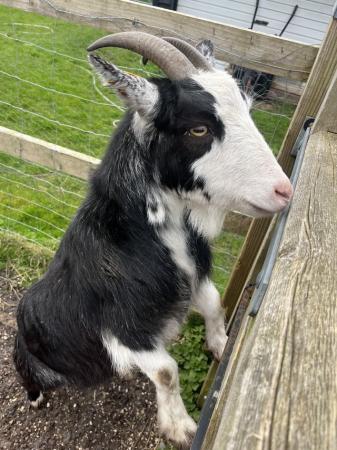Image 3 of 2 x Pygmy Goats for sale approx 2 years old