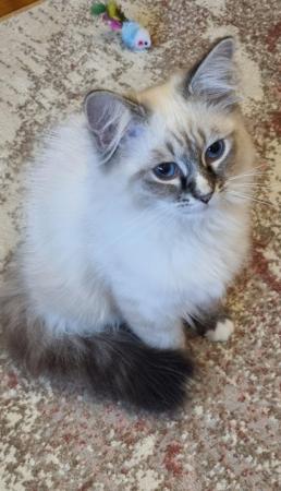 Image 1 of Pure Siberian boy available/ready to leave