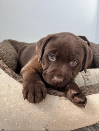 Image 3 of Beautiful Chocolate Labrador pups