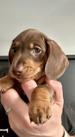 Image 3 of Miniature dachshund, choc&tan and choc dapple