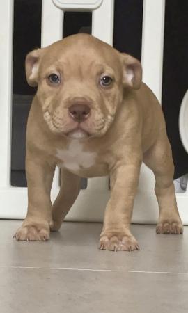 Image 2 of ABKC Pocket bully pupsMessage for more info TopBloodline