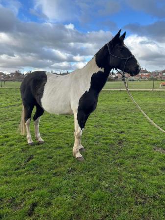 Image 1 of * Reduced * Stunning 15h coloured mare 8yrs old