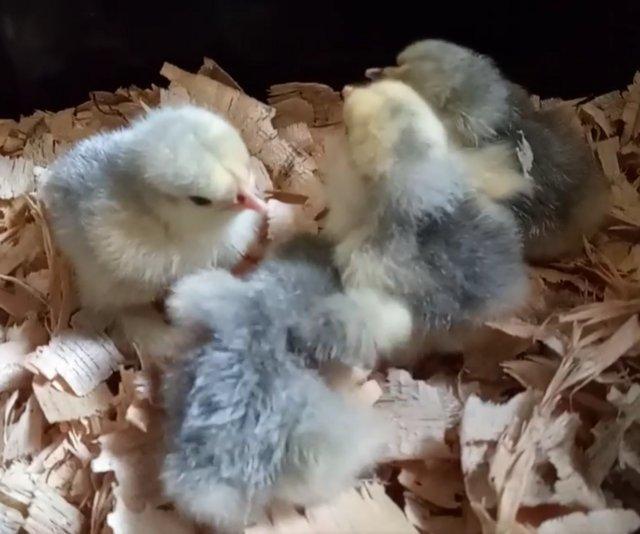 Preview of the first image of Lavender Pekin Chicks - Bantam.