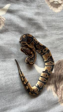 Image 4 of Baby Royal Pythons available
