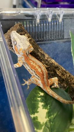 Image 1 of Baby striped gargoyle gecko red orange