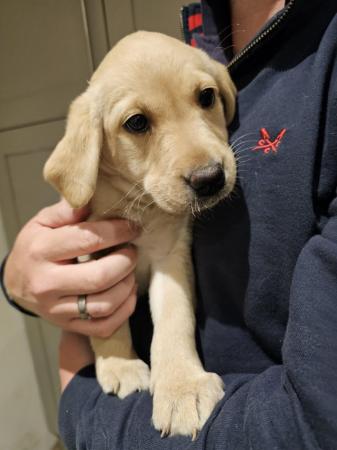 Image 9 of Beautiful pedigree Labrador puppies, raised in the home.