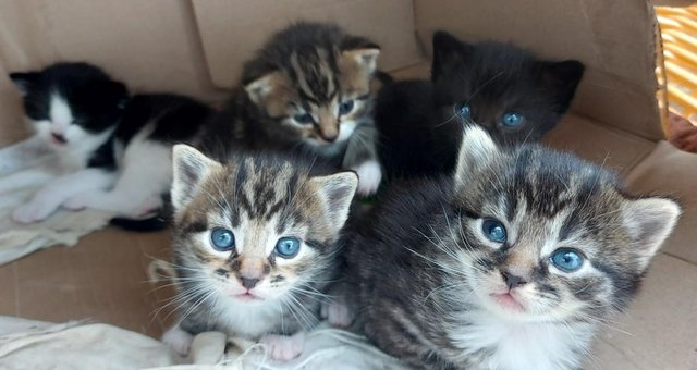 Image 10 of Beautiful Well-handled Kittens: Tabby,Black, White