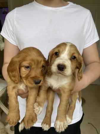 Image 4 of Working type cocker spaniel puppy’s