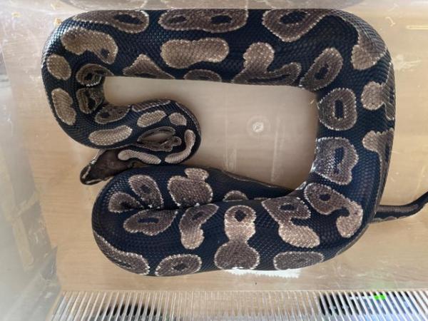 Image 2 of 5 ft male royal python with tank and stand open to offers