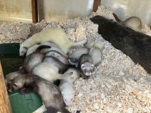 Image 5 of 8 week old well handled ferrets, from working /pet lines,