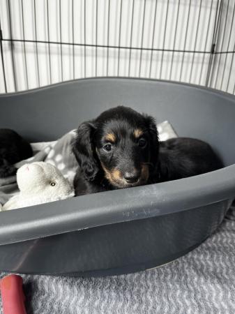 Image 14 of Long Haired Miniature Dachshunds