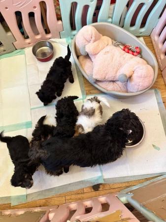 Image 4 of Male female phantom brown/white black/tan toy poodle puppies