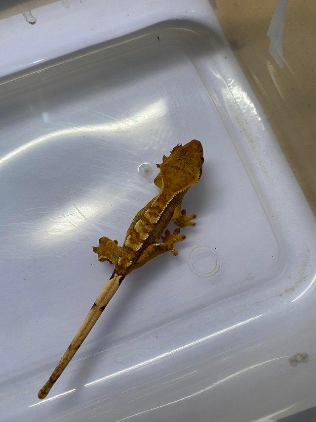 Preview of the first image of Partial pinstripe tiger crested gecko £70.