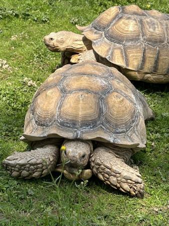 Image 1 of Giant Sulcata Males Very Healthy Ready to Breed