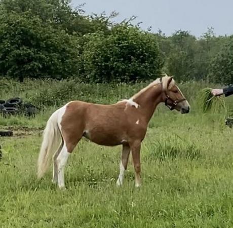 Image 15 of Adorable Future11.2hh Lead Rein/Ridden/Pony Club Project