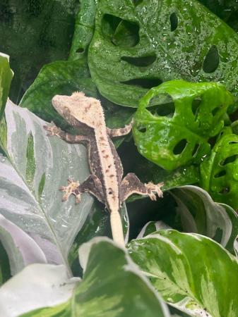 Image 2 of Female Crested gecko lily white 50% Het axanthic