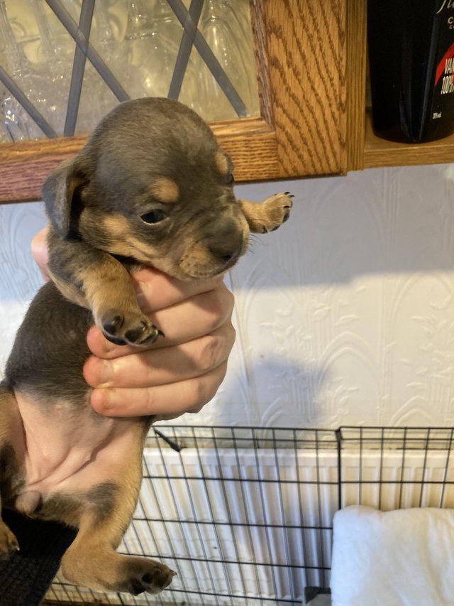 French bull weiner puppies best sale