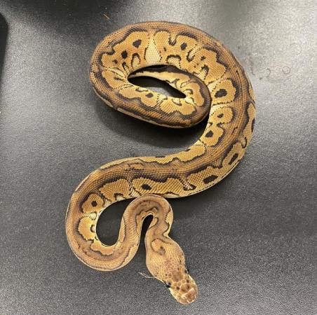 Image 7 of Male and female Royal pythons for sale