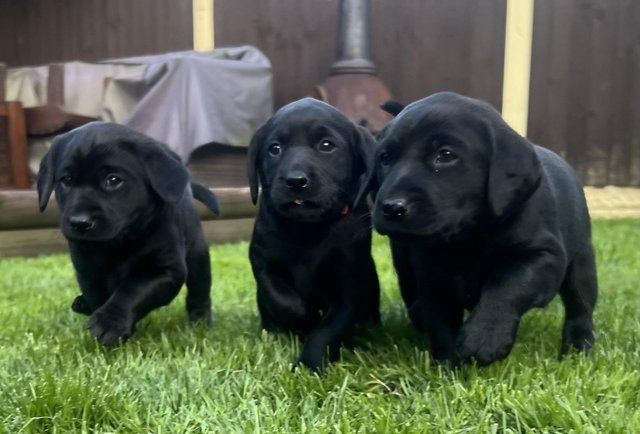 Image 8 of Kc registered Labrador puppies