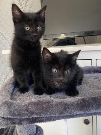 Image 9 of Kittens for sale ready to leave now
