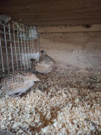 Image 1 of 10 week old male coturnix sandy quails .