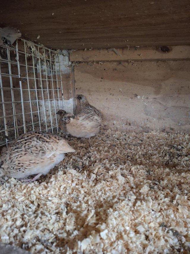 Preview of the first image of 10 week old male coturnix sandy quails ..