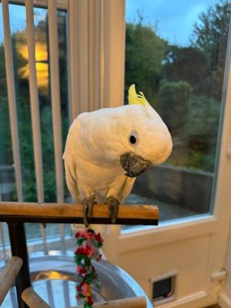 Image 5 of Adorable Silly Tame Baby Cockatoo Parrot for Sale!