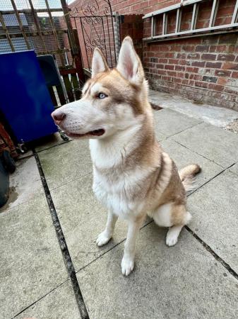 Image 3 of Siberian Husky 17 months old NOW SOLD