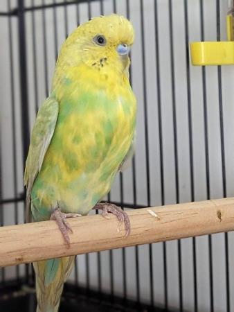 Image 2 of X Budgies, Finches & Canaries Available X