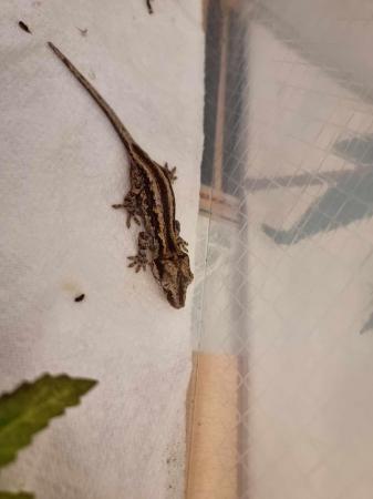 Image 8 of Gargoyle gecko babies available