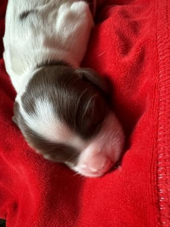 Image 15 of READY NOW Fabulous English springer puppies