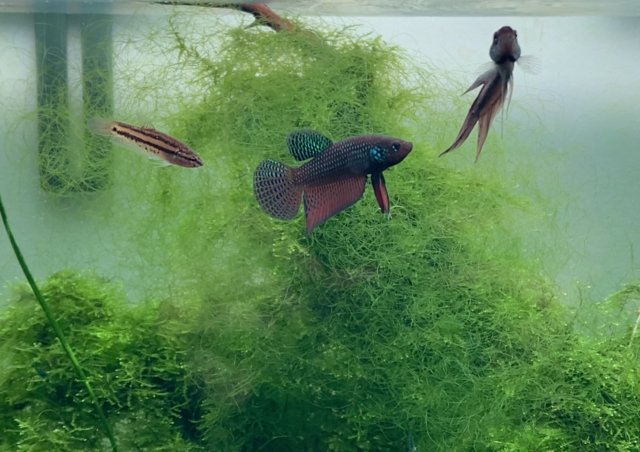 Preview of the first image of Betta Fish Wild Type (Betta smaragdina).