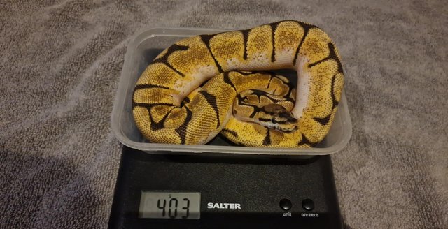 Image 3 of Ball pythons, Two cb23 females