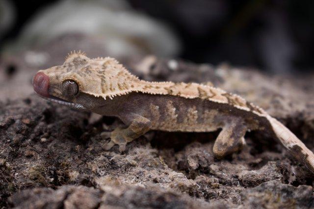 Image 1 of CB23 Young Crested Gecko with Tikis Geckos lineage