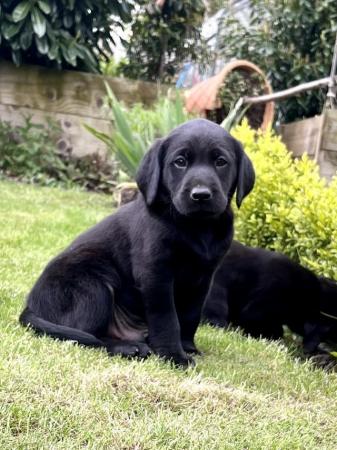 Image 4 of Gorgeous KC Registered Labrador Puppies