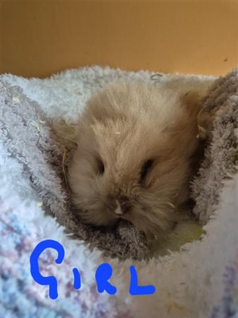 Image 1 of Baby Lion Head Rabbits Ready Now