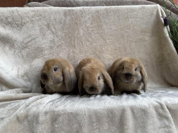 Image 1 of Purebred sooty fawn dwarf lop babies