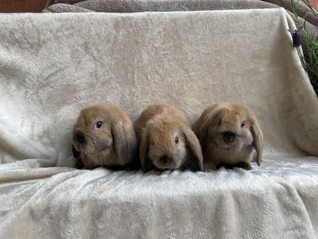 Preview of the first image of Purebred sooty fawn dwarf lop females.
