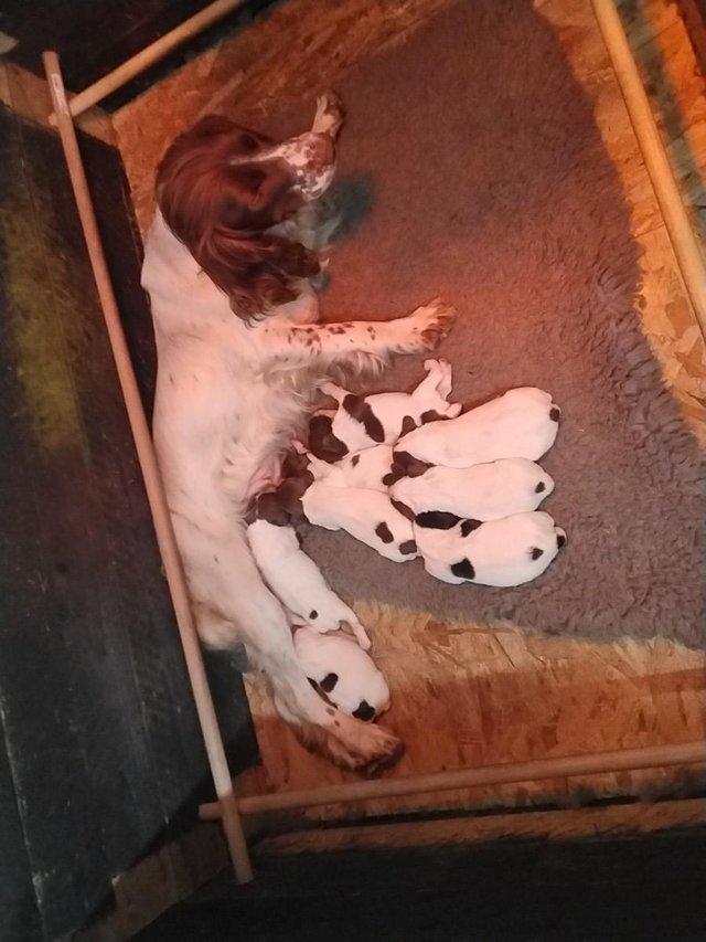Preview of the first image of Pedigree English springer spaniels.