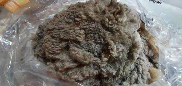 Image 4 of Alpaca fleece for sale - premium fibre from £17.50 per kg