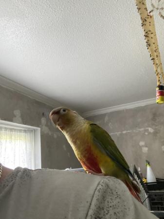 Image 3 of Silly tame female pineapple conure now available