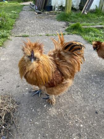 Image 3 of Silkie Cockerels- free to good home